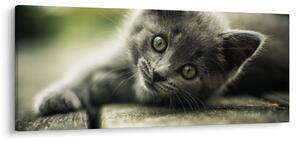 Obraz mačiatka (120x50 cm)