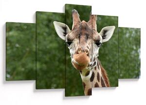 Obraz žirafy (150x105 cm)