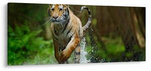 Obraz bežiaceho tigra (120x50 cm)