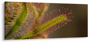 Obraz rastliny (120x50 cm)