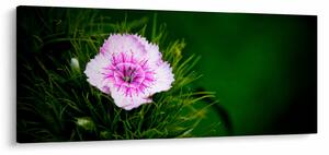 Obraz ružového kvetu (120x50 cm)
