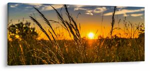 Obraz pole pri západe slnka (120x50 cm)