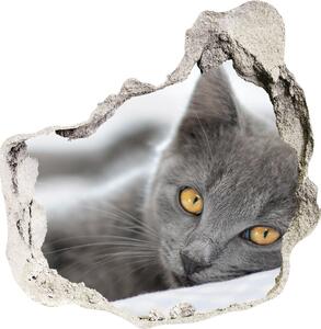 Samolepiaca diera nálepka betón Sivá mačka nd-p-43951156