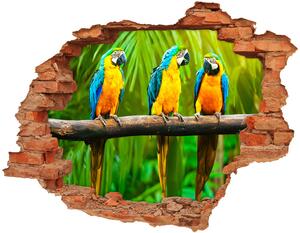 Fototapeta diera na stenu Papagáje na vetve nd-c-42532067