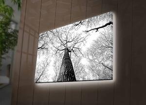 Wallity Maľba s LED osvetlením TREE ROOT 68 45 x 70 cm