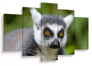 Obraz lemura (150x105 cm)