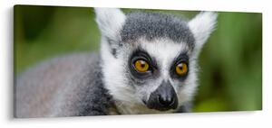 Obraz lemura (120x50 cm)