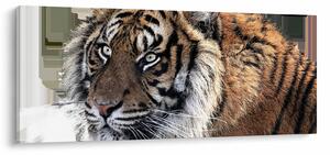 Obraz tigra (120x50 cm)
