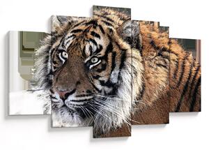 Obraz tigra (150x105 cm)