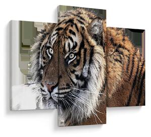 Obraz tigra (90x60 cm)