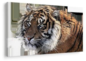 Obraz tigra (90x60 cm)