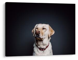 Obraz labradora (70x50 cm)