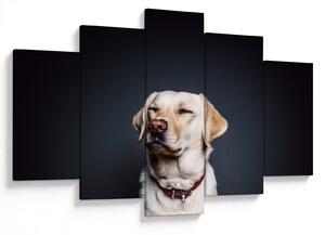 Obraz labradora (150x105 cm)