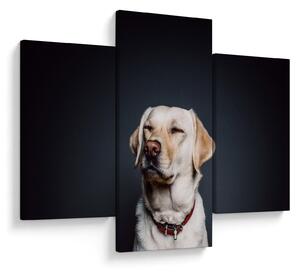 Obraz labradora (90x60 cm)
