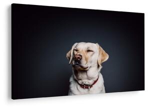 Obraz labradora (90x60 cm)