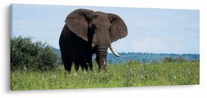 Obraz slona (120x50 cm)