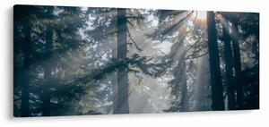 Obraz stromov s presvitajúcim slnkom (120x50 cm)
