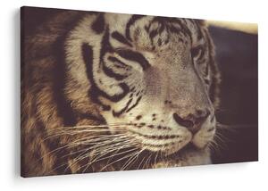 Obraz tigra (90x60 cm)