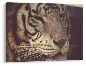 Obraz tigra (70x50 cm)