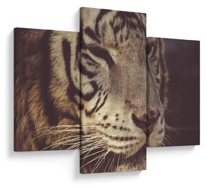Obraz tigra (90x60 cm)