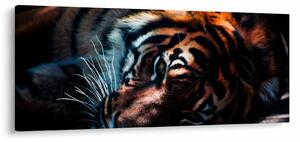 Obraz ležiaceho tigra (120x50 cm)
