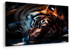 Obraz ležiaceho tigra (90x60 cm)