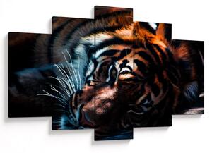 Obraz ležiaceho tigra (150x105 cm)