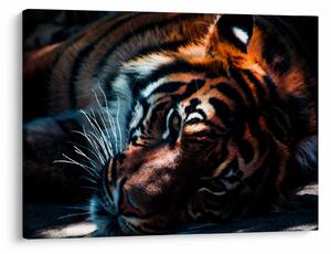 Obraz ležiaceho tigra (70x50 cm)