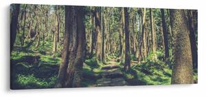 Obraz cesty medzi stromami (120x50 cm)