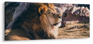 Obraz ležiaceho leva (120x50 cm)