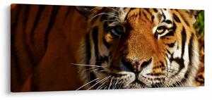 Obraz tigra (120x50 cm)