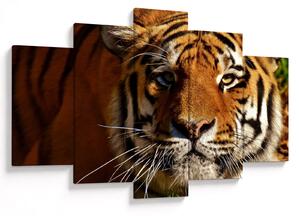 Obraz tigra (150x105 cm)