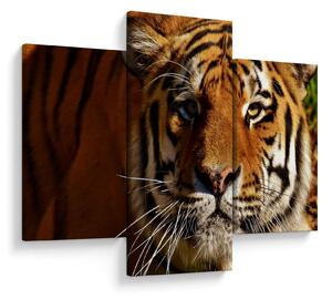 Obraz tigra (90x60 cm)