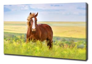 Foto obraz na plátne do obýváčky Hnedý kôň