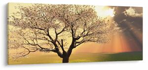 Obraz stromu na lúke (120x50 cm)