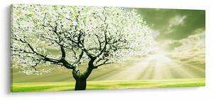 Obraz stromu na lúke (120x50 cm)