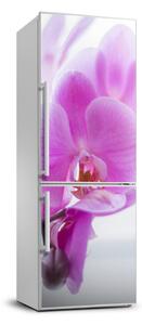 Foto tapeta na chladničku Ružová orchidea