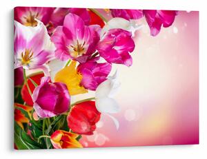 Obraz tulipánov (70x50 cm)