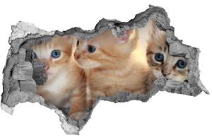 Diera 3D fototapeta nálepka Malé mačky nd-b-159538391