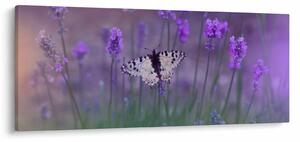 Obraz - Motýľ v levanduli (120x50 cm)
