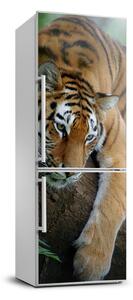 Foto nálepka na chladničku Tiger na strome