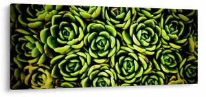 Obraz skalníc (120x50 cm)