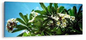 Obraz - Plumeria (120x50 cm)