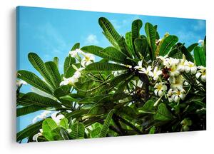 Obraz - Plumeria (90x60 cm)