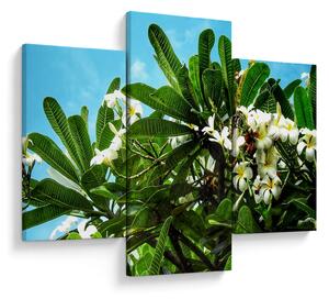 Obraz - Plumeria (90x60 cm)