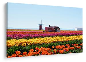 Obraz tulipánové farmy (90x60 cm)