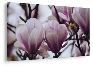 Obraz - Magnolie (90x60 cm)