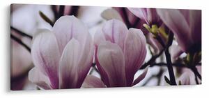 Obraz - Magnolie (120x50 cm)