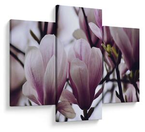 Obraz - Magnolie (90x60 cm)