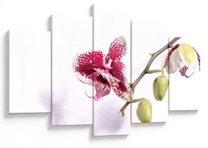 Obraz kvetu orchidey (150x105 cm)